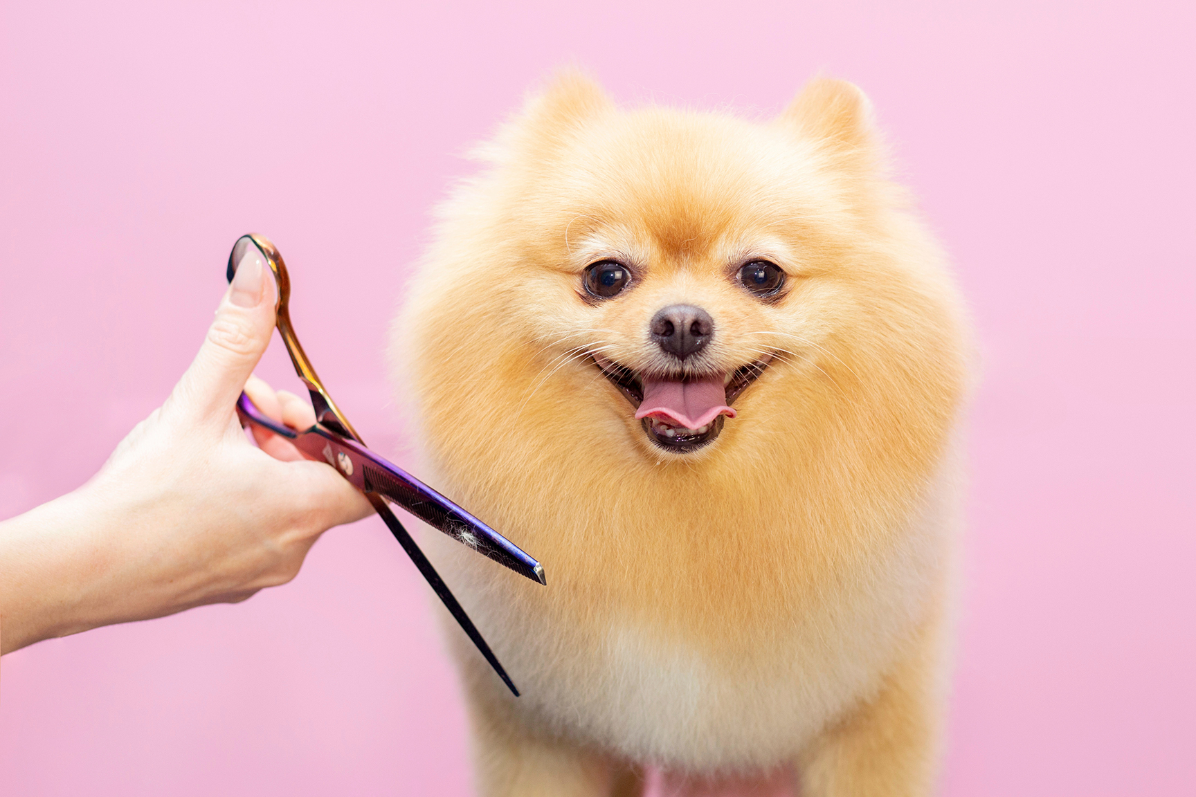 AdobeStock_314129091_
